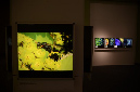 Wasp_exhibition__DSC3507